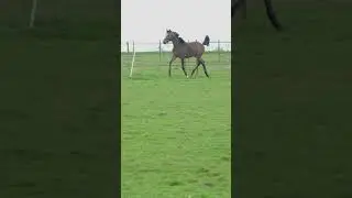 Poulain en libert&eacute;