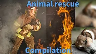 These Pets Had No Hope&hellip; Until Today. Animals RESCUED By Heros! Super Heartwarming!