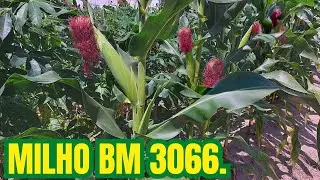 MILHO BM 3066.