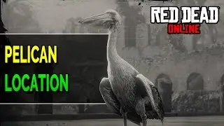 Red Dead Online: Pelican Location (RDR2 Exotic Bird Meat) RDR2 Online