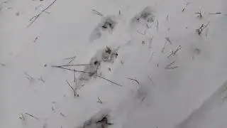 ЗМУ
