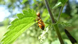 Crab spider unkn (Xysticus) with prey Deraeocoris ruber, De Brand, NB, the Netherlands, 8 July 2023