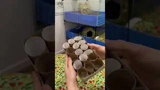 DIY Guinea pig enrichment toy!