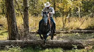 Steel – Solid Trail, Ranch & Arena Gelding | AQHA Registered