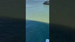 San Francisco north beach 🏖️ ducks 🦆 in water 💦 and more 