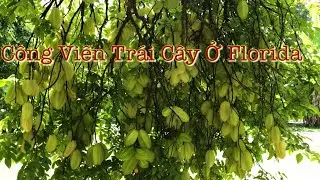 Công Viên Trái Cây ở Homestead, Florida Có Rất Nhiều Loại Trái Cây | LuuLinh TV