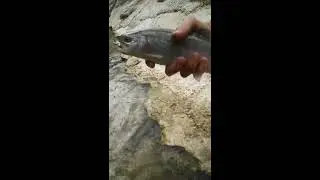 peche a la truite Nartuby (Var)