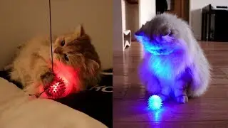 GLOW IN THE DARK - Cat Vlog #2 - Smoothie & Milkshake