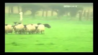 Michael Gallagher & Flo - 2015 International Sheep Dog Trial - FINAL