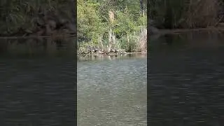 4k Turtles Sunbathing