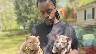 Chocolate Stud Live Breeding With Blue Tri Merle Female ‼️