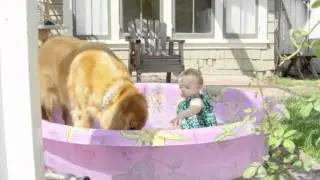 The Golden Retriever that broke our heart