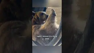 A bear searching for food in a trash can #animals #love #shorts