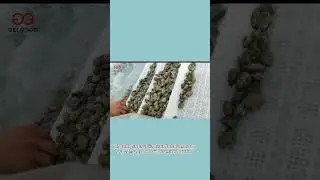 Seafood Processing Machinery |Fish Shrimp And Clam Cleaning Machine