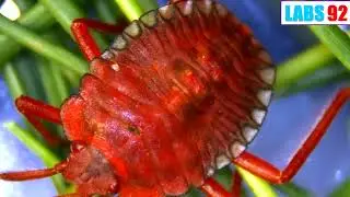 Red Aphid | The beauty in the insect world | Microscope | LABS 92