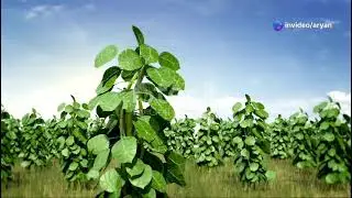 Plant Leaf Disease Detection AI Agent | Deep Learning Project Demo