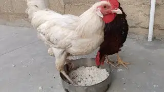 Cute Little Rooster Chirping Sounds | Beautiful Young Rooster Playing On Roof🐓🐔🥰