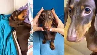 КУДА ДЕВАЮТСЯ ЧАПИТОСИКИ
