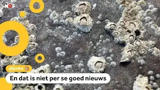 Nieuwe diersoort in Nederland: zeepokken