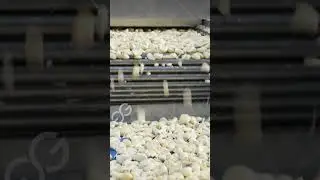 Automatic Garlic Powder Production Line  #line #production