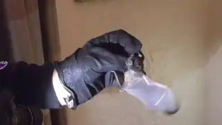 Emergency Silver Haired Bat Removal | Rye, NY | Intrepid Wildlife Services