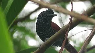 Thamnophilus sp. nov,  antshrike sp nov, or Chestnut-backed Antshrike, Inirida Birding, Orinoco