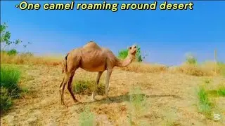 fatty camel roaming for food in Thar Desert || Yellow colours camel