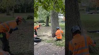 Eddie Felling an Ash Tree #uktreework #treefelling #ukarborist #treeremoval