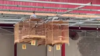 Cuộc thi Ch&agrave;o M&agrave;o (si&ecirc;u c&uacute;p 20xe)