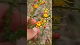 Cambessedesia hilariana &ndash; flor de fogo