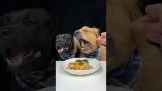 Food Was Respected Today. Golden and Labrador. Cute Pet Debut Plan