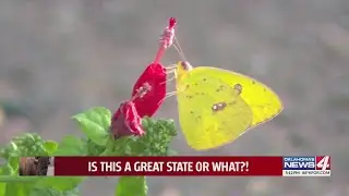 A turn to native plants and pollinators at Pugh Gardens