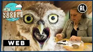 Van uilenbal tot ijsvogelbal | Web | Vroege Vogels