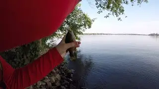 Trout Magnet Mini and Green Sunfish