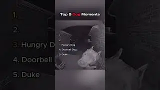 Top 5 Dog Moments