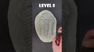 Those Last 2 Are HUGE🤯🦖#Science #education #fossils #dinosaurs