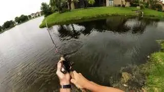 Peacock bass fishing in South Florida with Chris Licato and Roy Jacobs