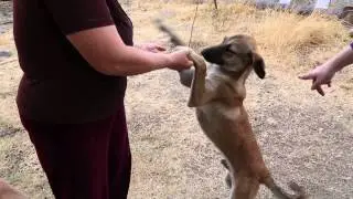 Dingo Team Shelter dogs