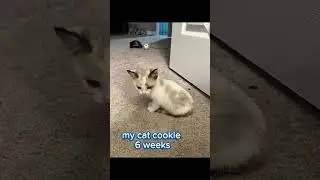#cat #mycatchannel #cookie #kittyhumor #2years #youtubeshorts #funnycats #fpyシviral
