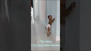Clever baby monkey Lyly goes to help her mother