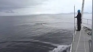 Back-flipping Risso's dolphins playing round Skip Novak's Pelagic near Cape Horn