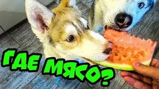 НАС КОРМЯТ КАКОЙ-ТО ФИГНЁЙ! Хаски Бублик. Говорящая собака. Alihelper