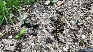 Fire Salamander & Alpine Salamander along the path