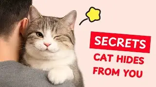 7 Secrets Your Cat Keeps From You