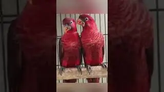 Cardinal bird #shorts #shortsbeta #tahirahmed