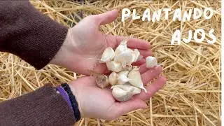 Plantando AJOS. Huerta de INVIERNO.// &iquest;Qu&eacute; plantar en enero?