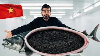 World&rsquo;s Most Expensive Food - Here&rsquo;s How It&rsquo;s Made (Caviar in Vietnam) 🇻🇳