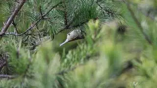 Ruby Crowned Kinglet