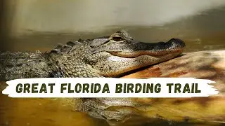 The Best Birding Spots in Florida