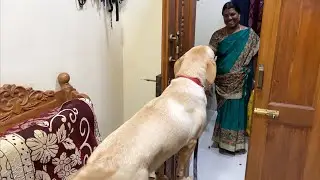 Labrador puppy&rsquo;s long lasting love when mom returned home | Little John |